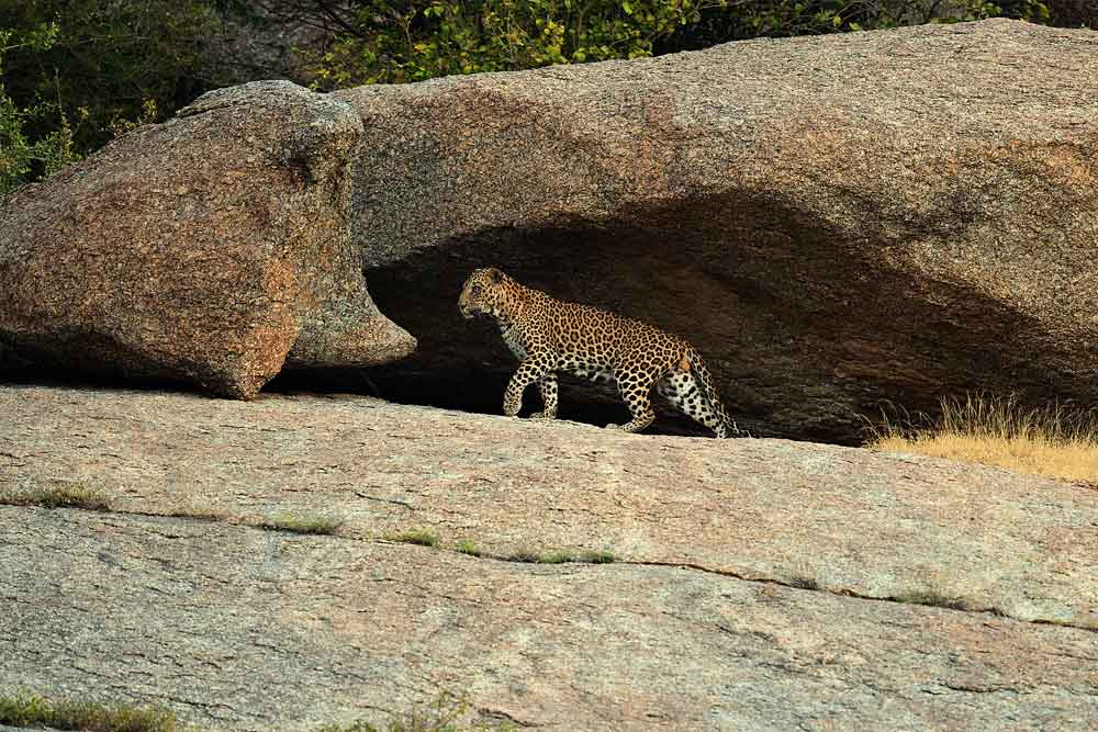 Jawai: Leopard Hills of India