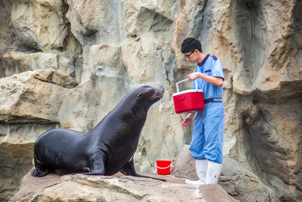 Ocean Park Sea Lion Show Hong Kong, Flat 17% off