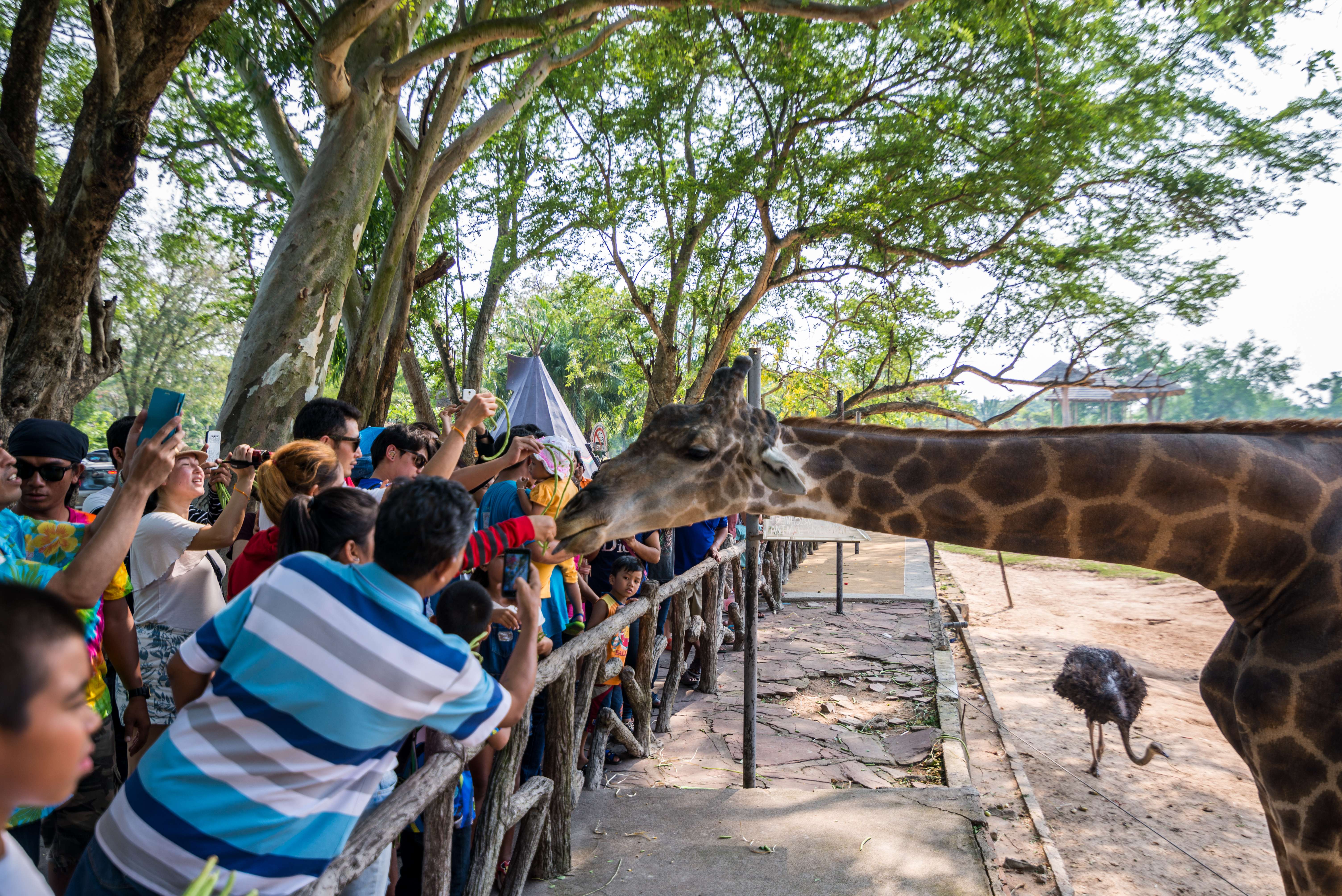 Khao Kheow Open Zoo Pattaya Tickets, Book @ ₹421 Only