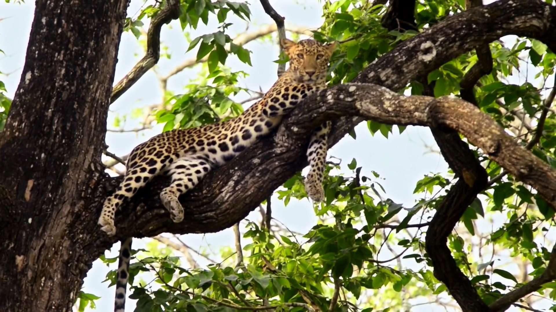 BHIMGAD WILDLIFE SANCTUARY