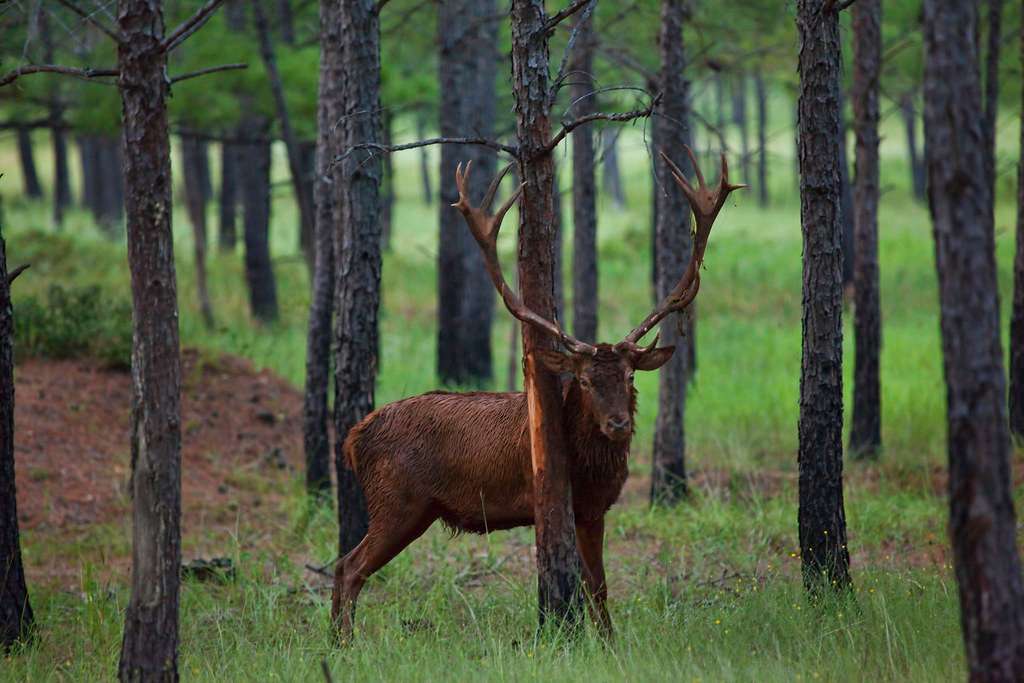 CAUVERY WILDLIFE SANCTUARY