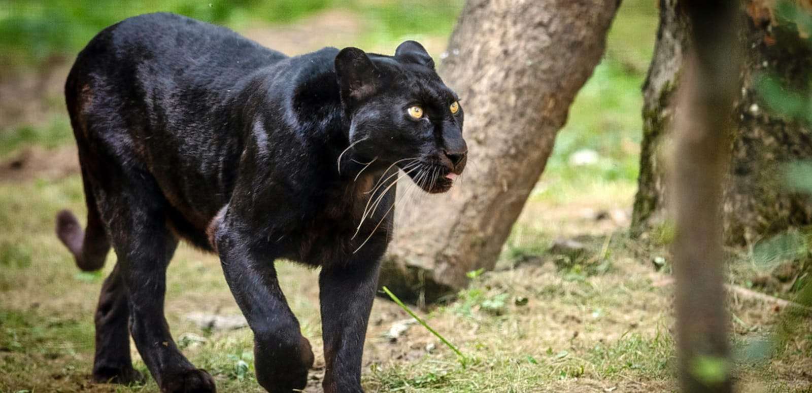 DANDELI WILDLIFE SANCTUARY