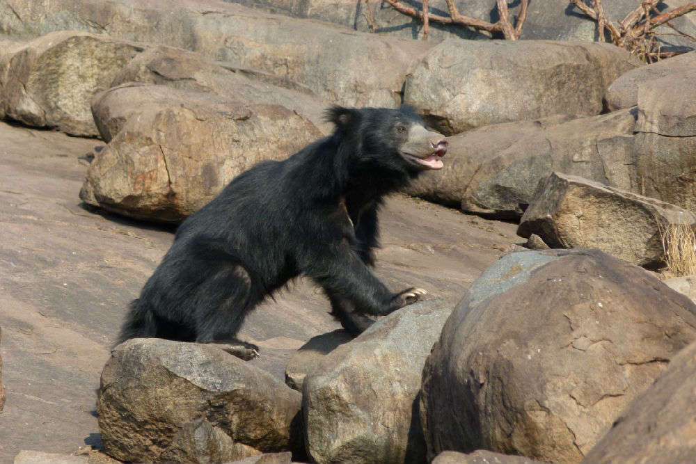 DAROJI SLOTH BEAR SANCTUARY
