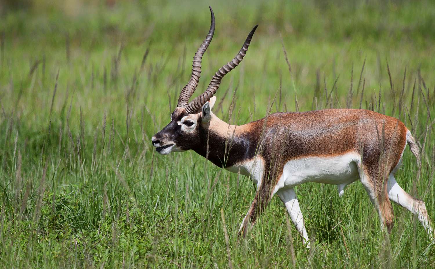JAYAMANGALI BLACKBUCK RESERVE