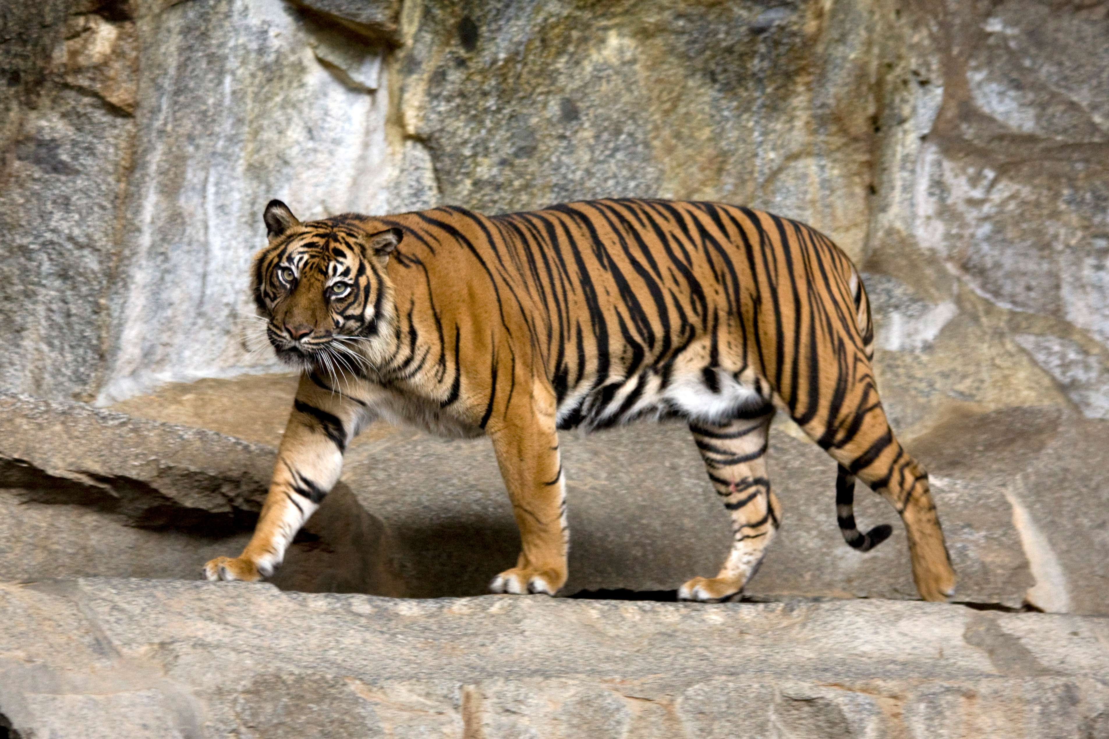 KALI TIGER RESERVE