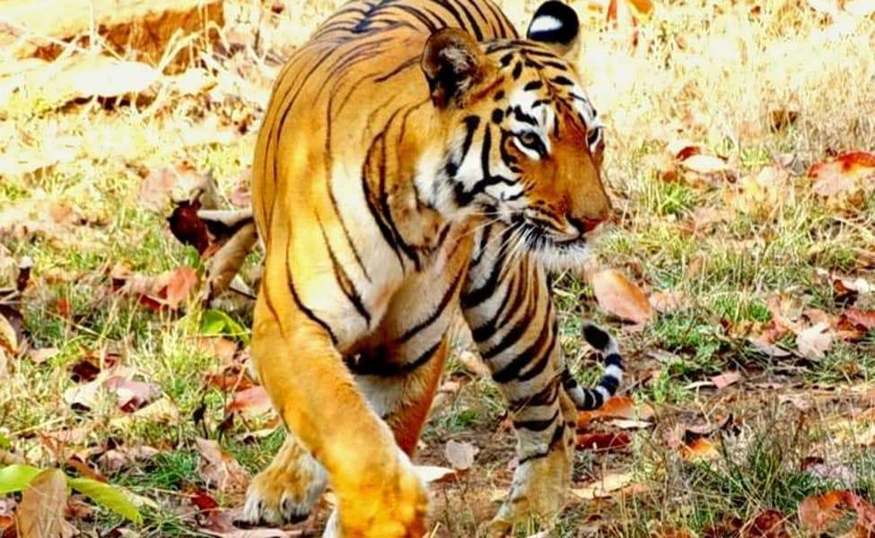 PUSHPAGIRI WILDLIFE SANCTUARY