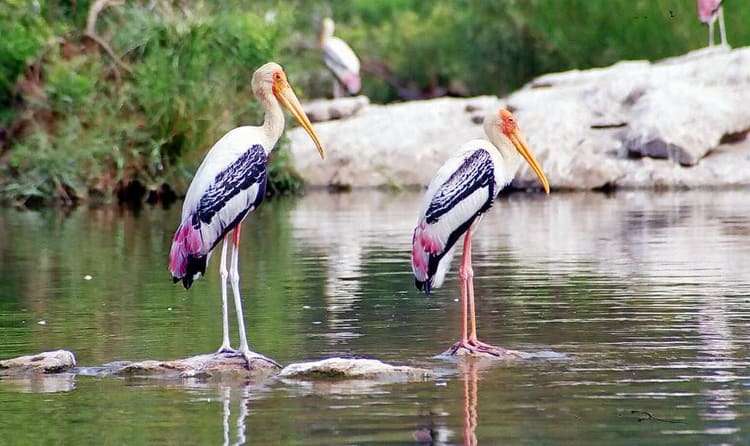 RANGANATHITTU SANCTUARY