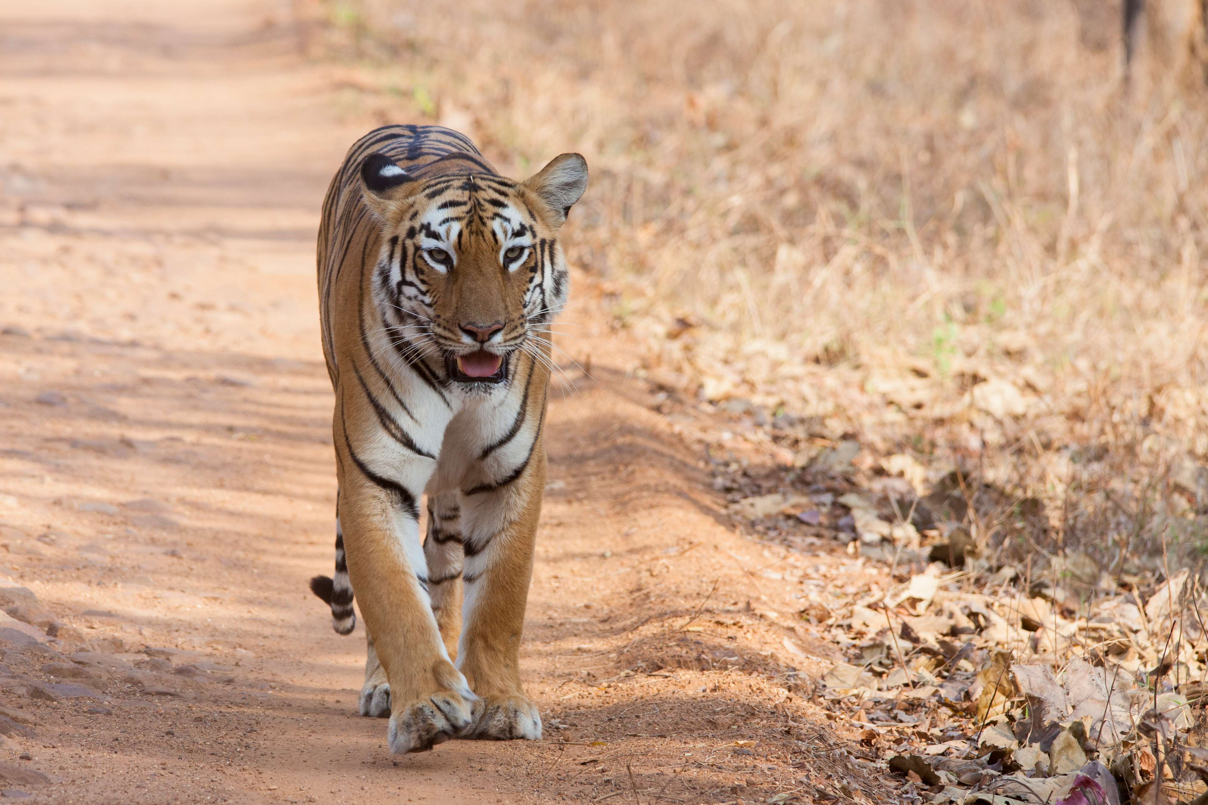 15 Best Wildlife Sanctuaries in Karnataka - {{year}} (Photos)