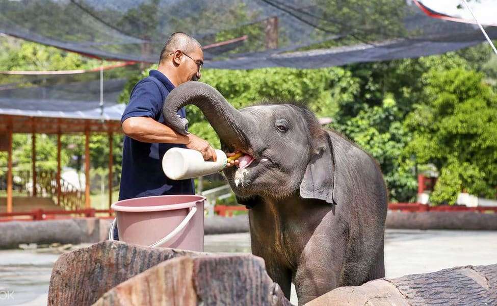 Kuala Gandah Elephant Sanctuary