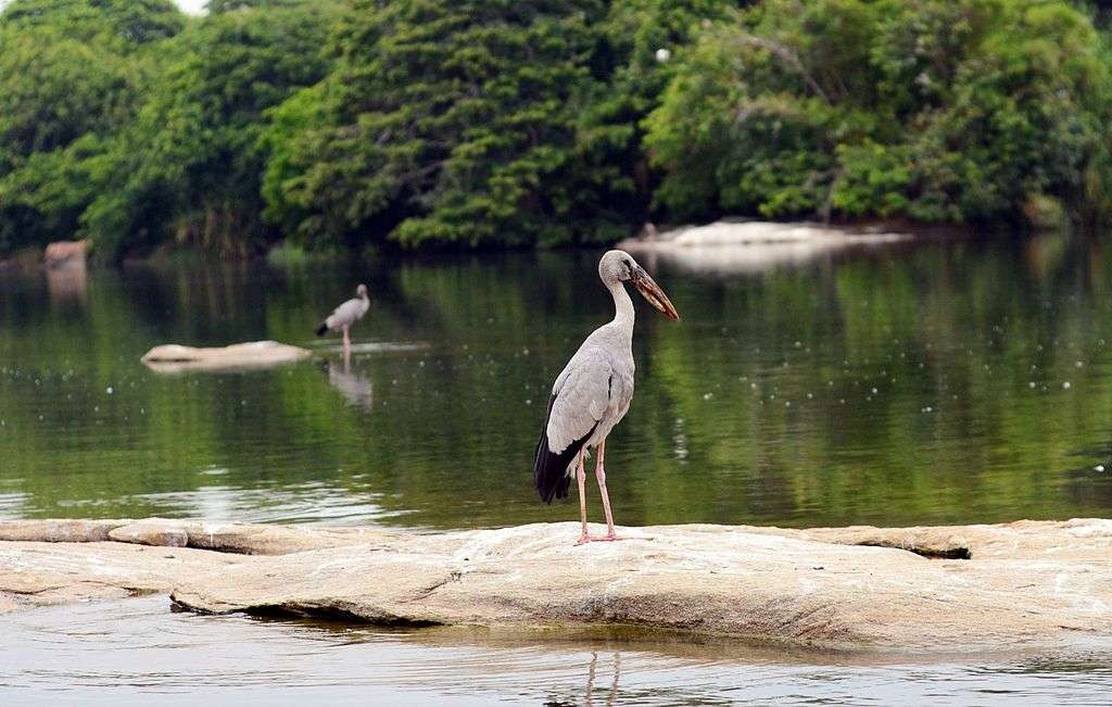 Ranganathittu Bird Sanctuary