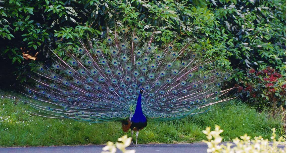 Bankapura Peacock