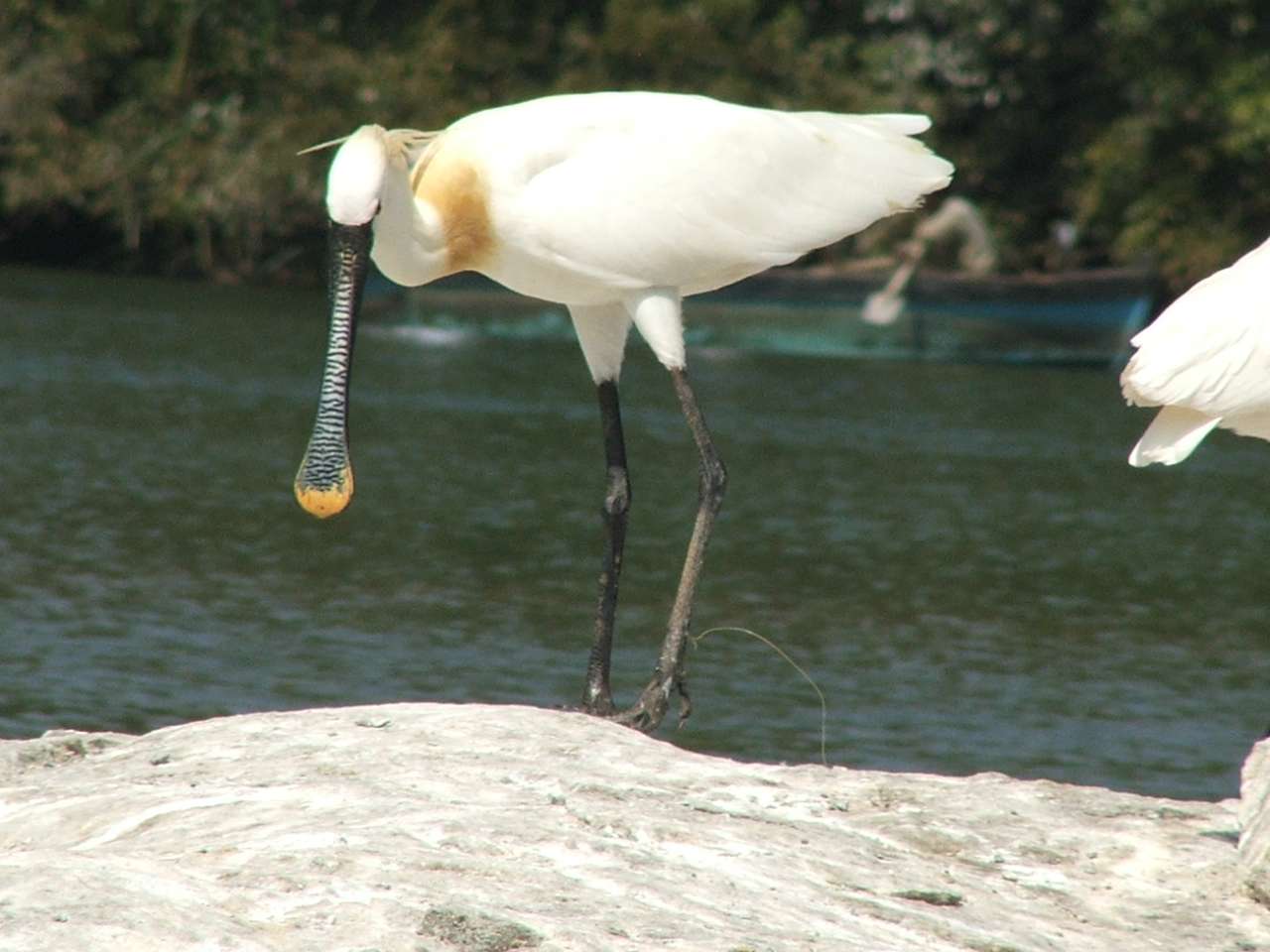 Ghataprabha Bird Sanctuary