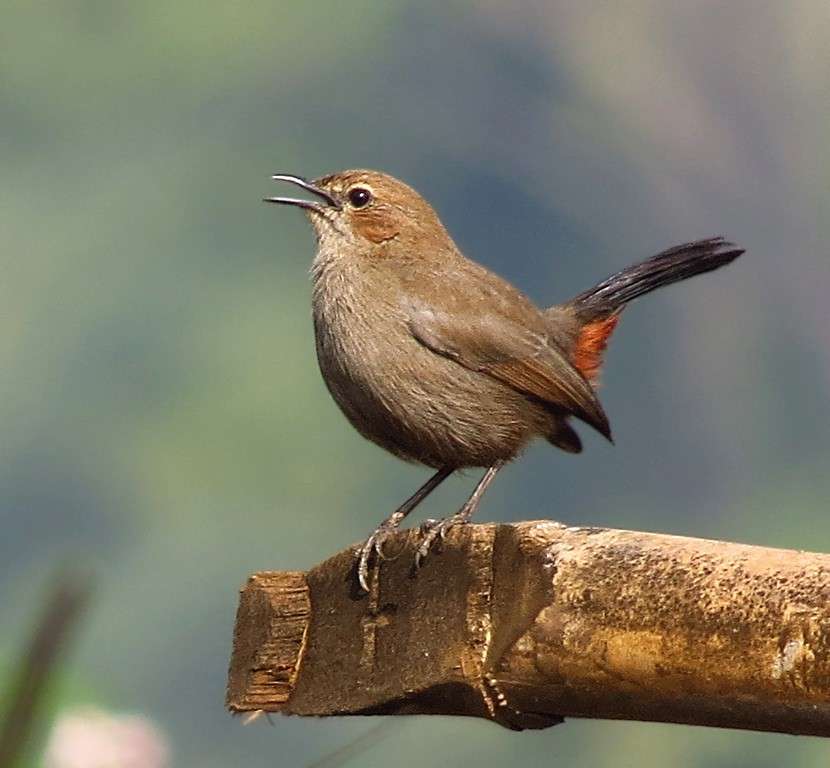 Adichunchanagiri Bird Sanctuary