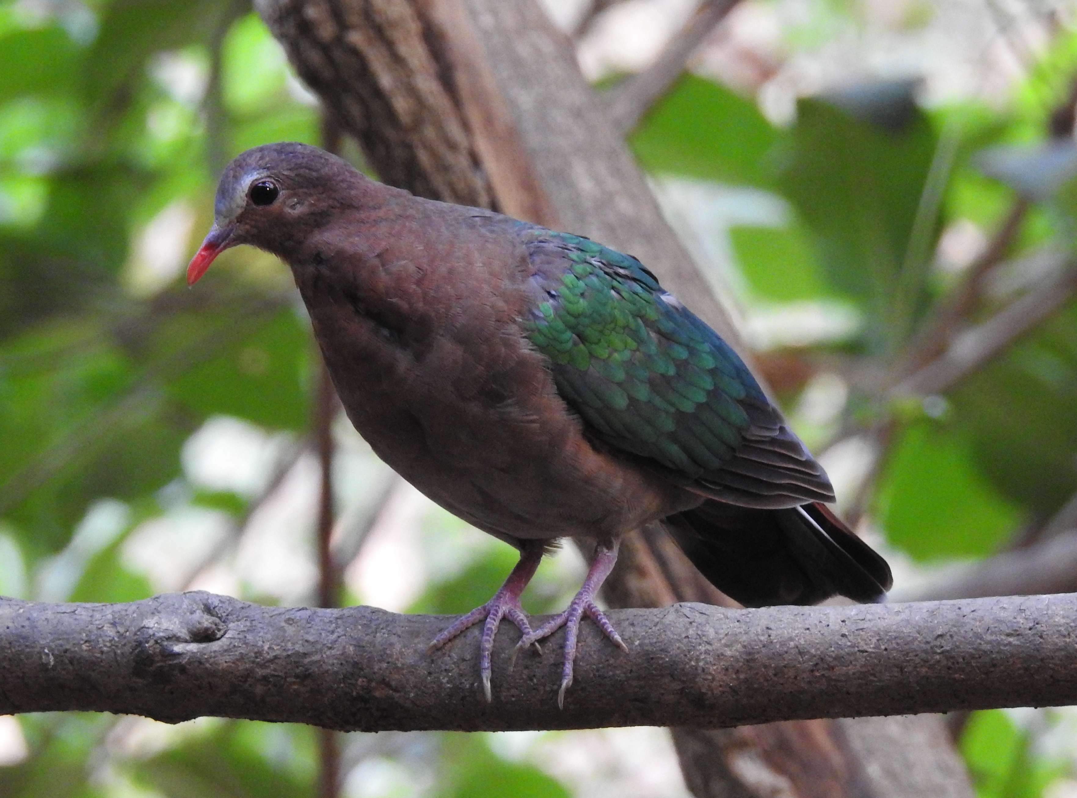 Dandeli Wildlife Sanctuary