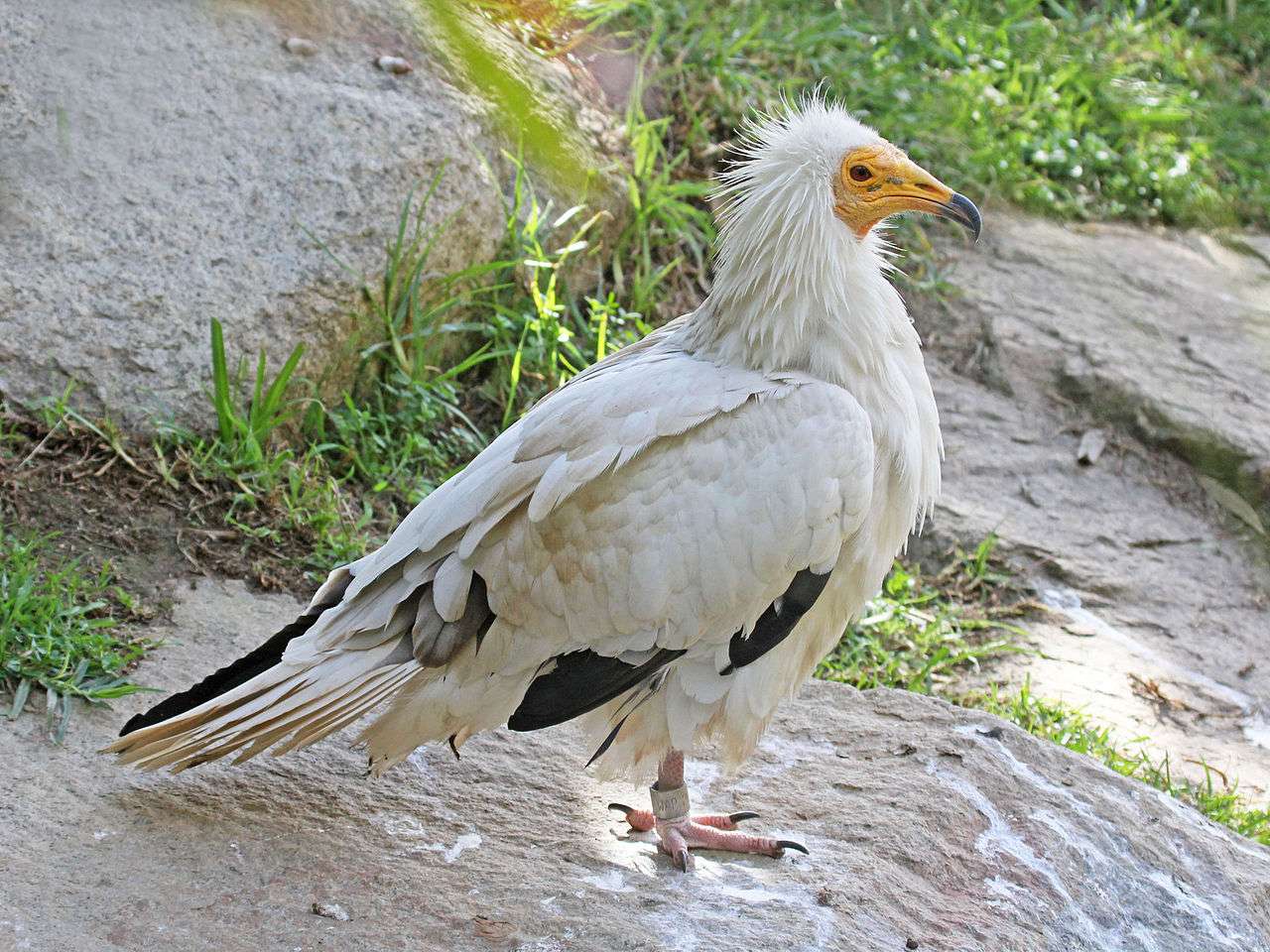 Ramanagara Vulture Sanctuary