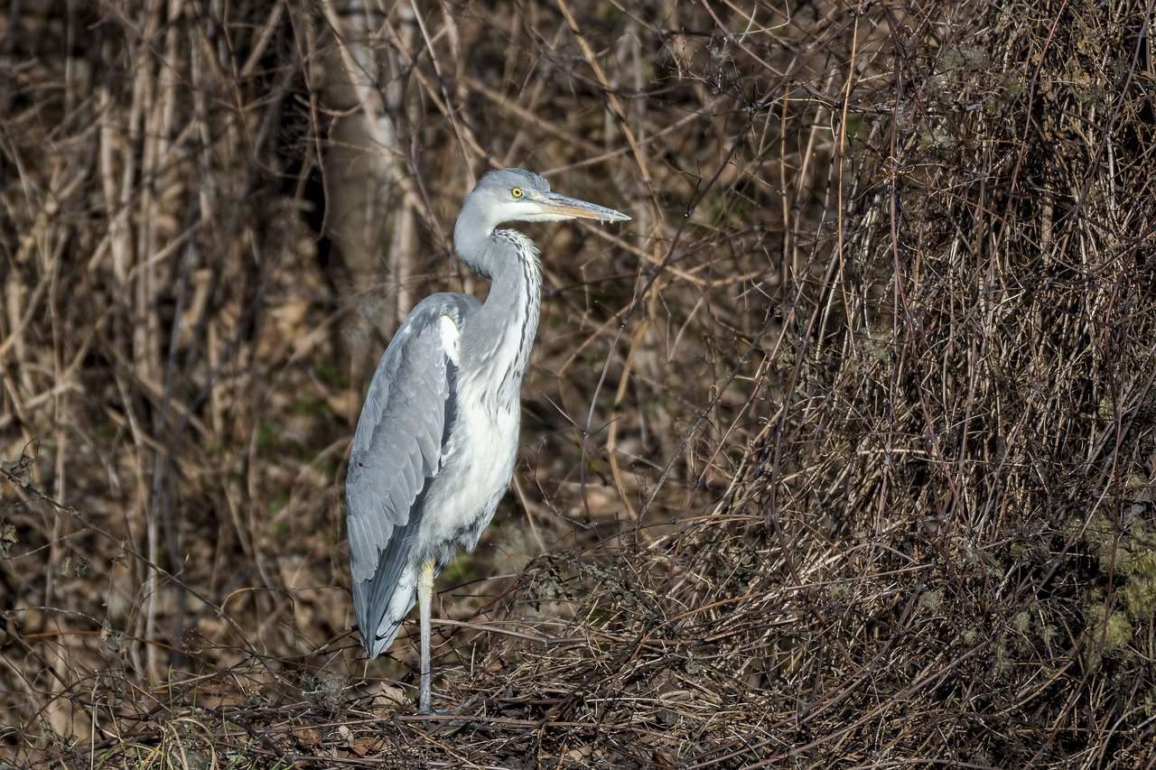 Kaggaladu Bird Sanctuary