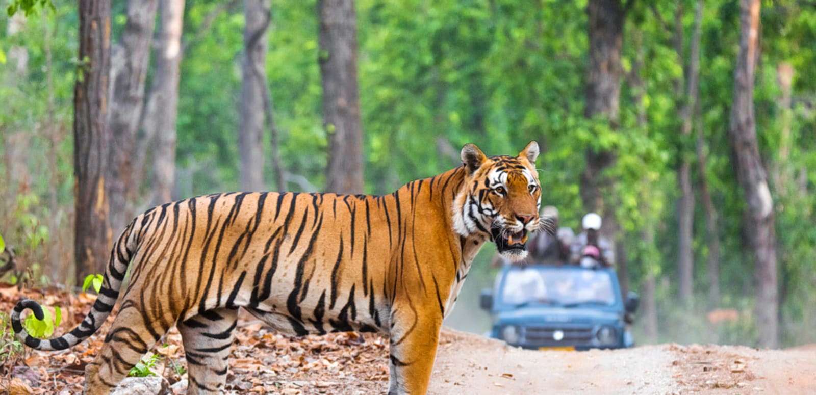 Jim Corbett National Park