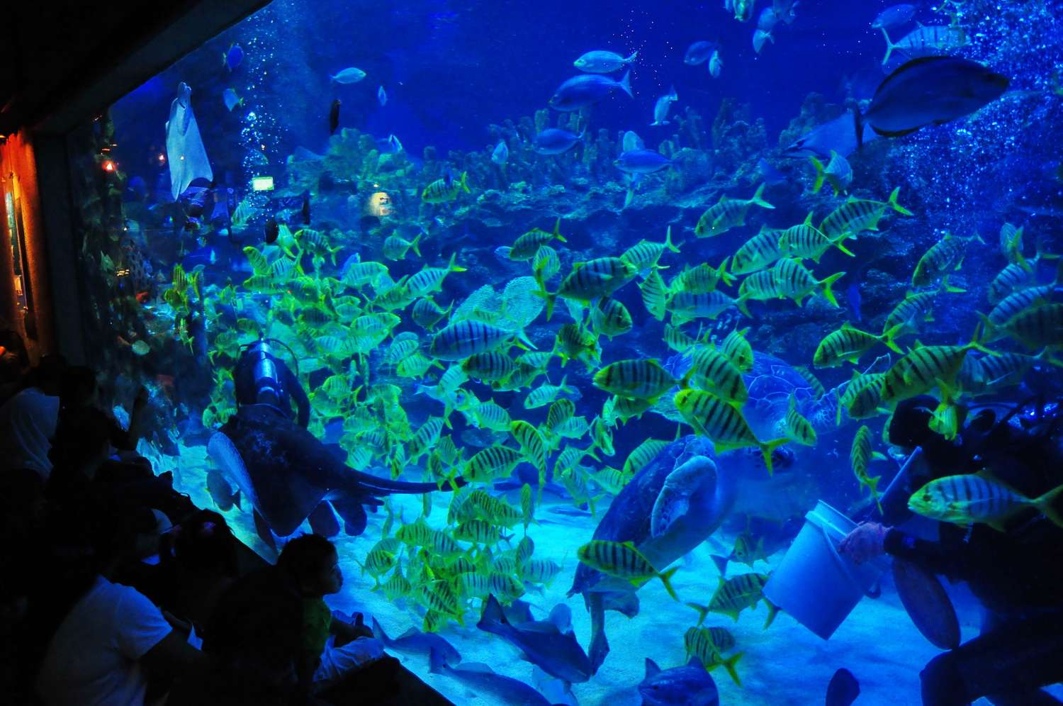 Unveil the Lure of Ocean Depths at Aquaria KLCC
