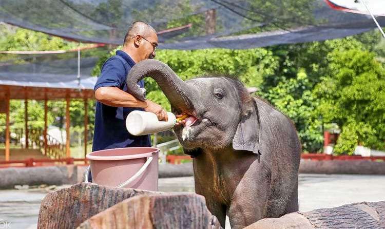 Take the Kuala Gandah Elephant Sanctuary Tour