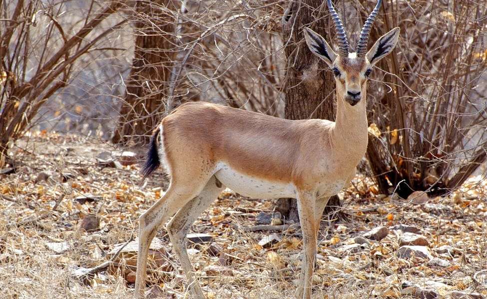 Ranthambore National Park