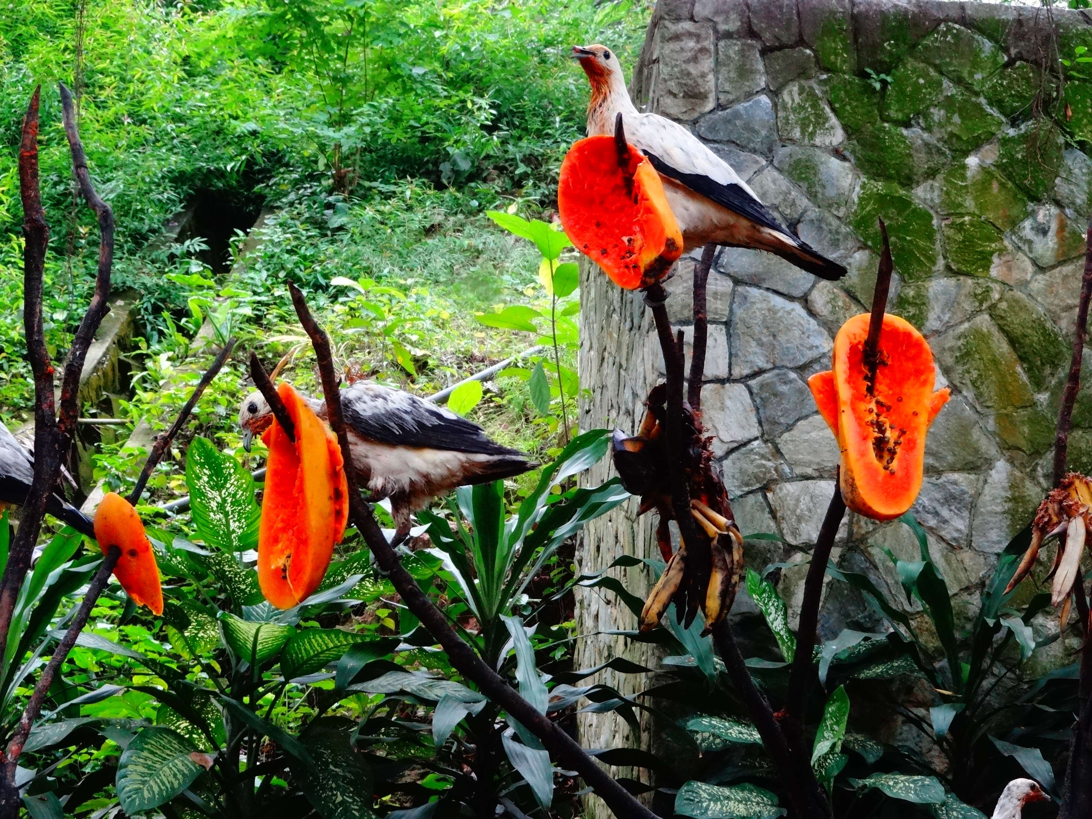 Birds Paradise Tour- Kuala Lumpur Bird Park