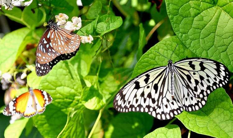 Gaze at the Beauty of Kuala Lumpur Butterfly Park