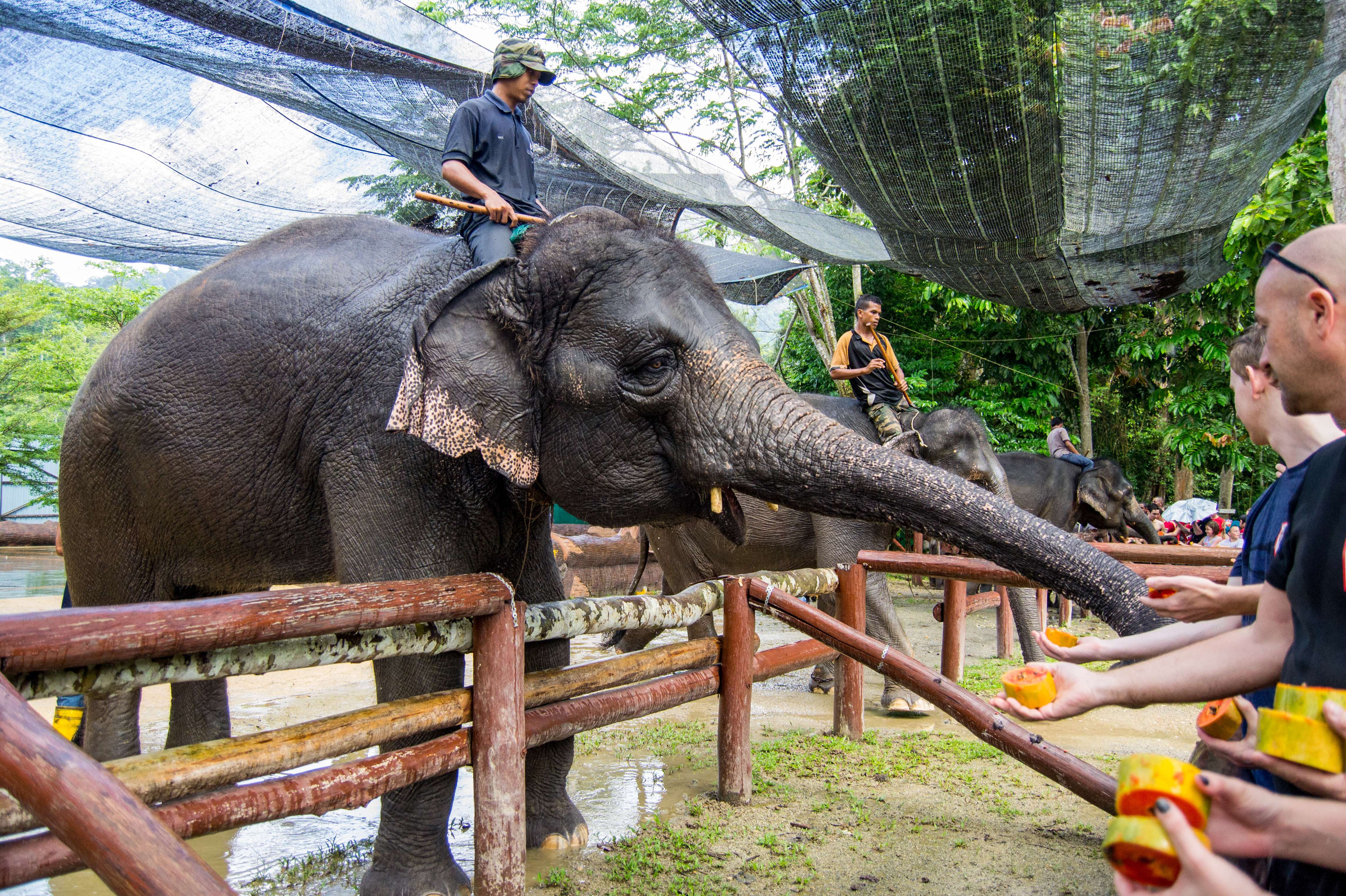  Kuala Gandah Elephant Conservation Centre