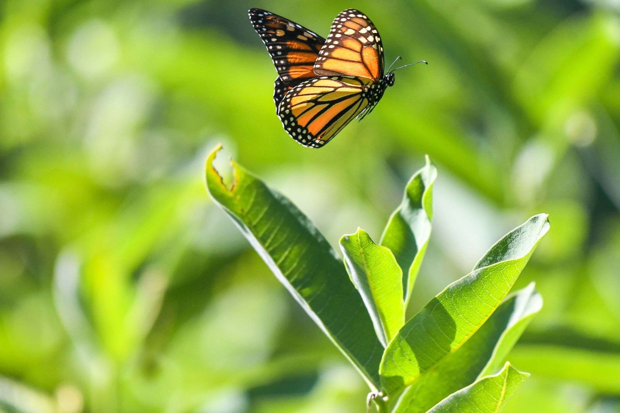 Butterfly Wonderland Genting