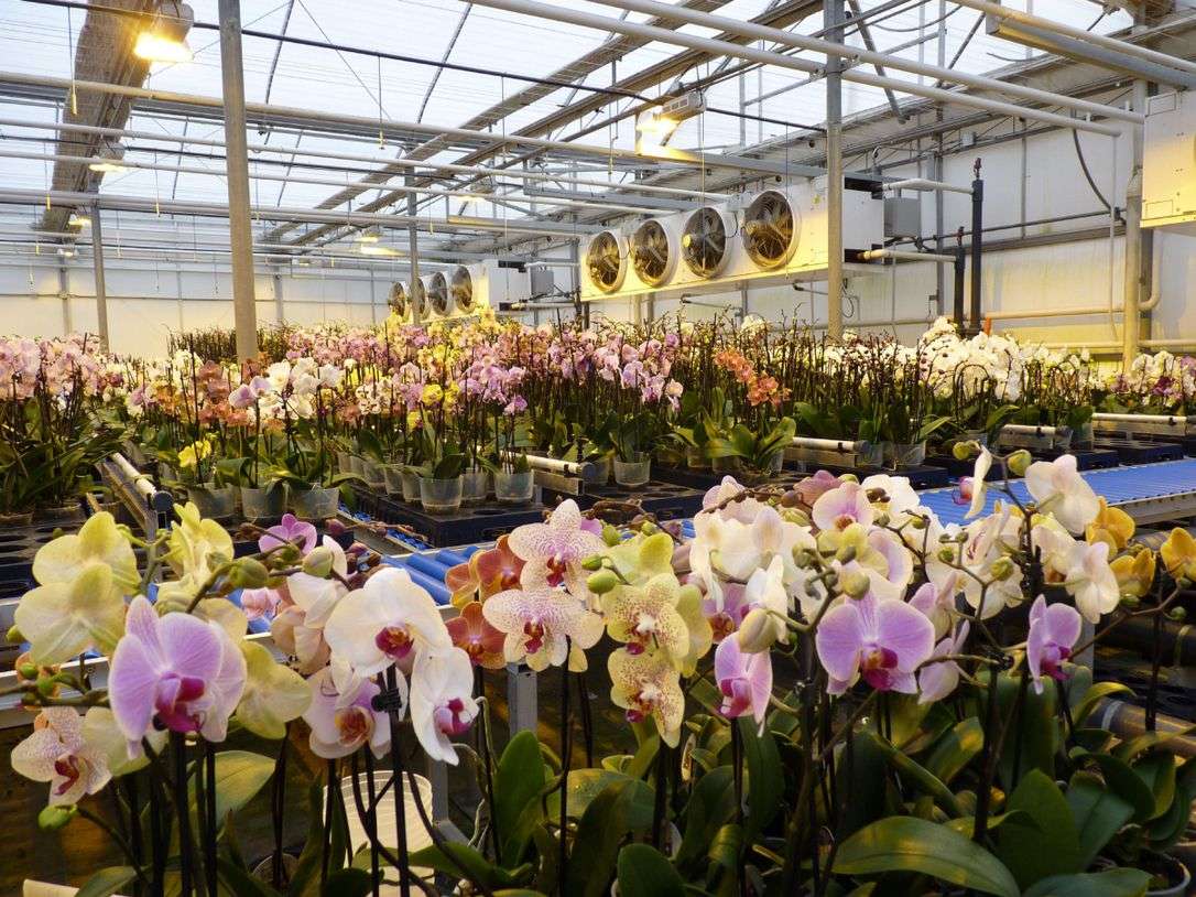 World of Phalaenopsis