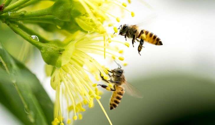 Happy Bee Farm & Insect World