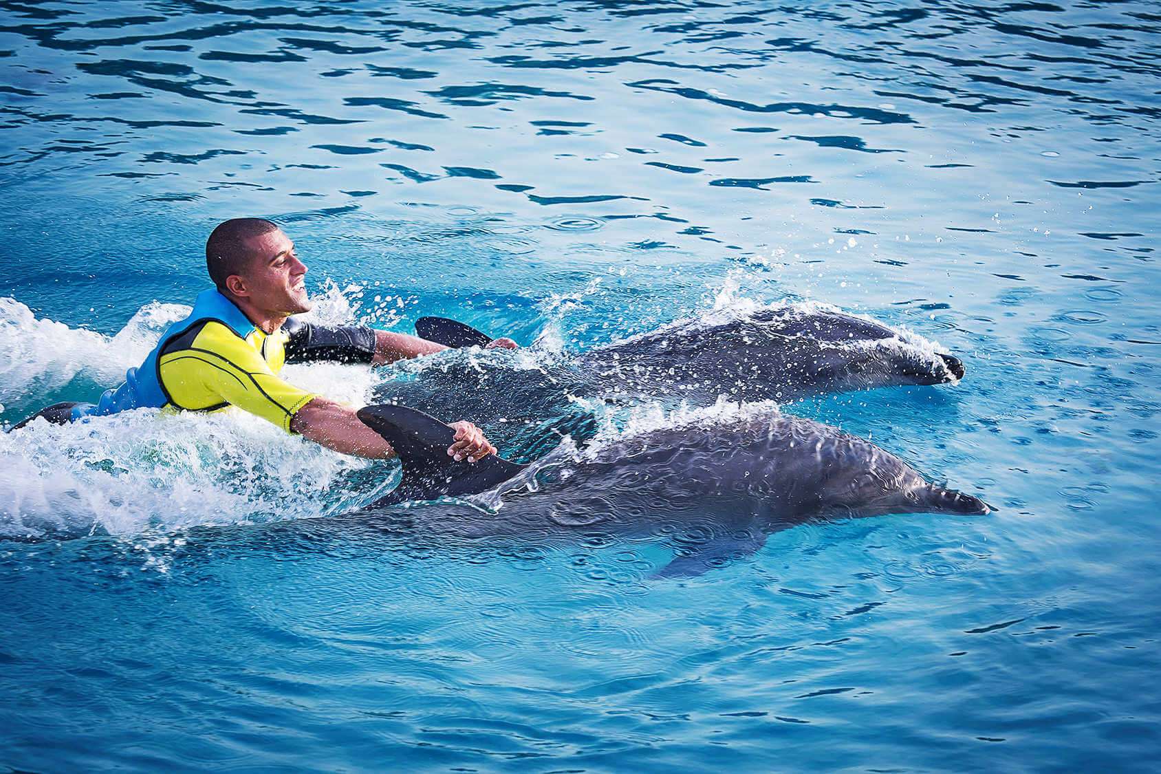 Experience Dolphin Encounter at Dolphin Bay