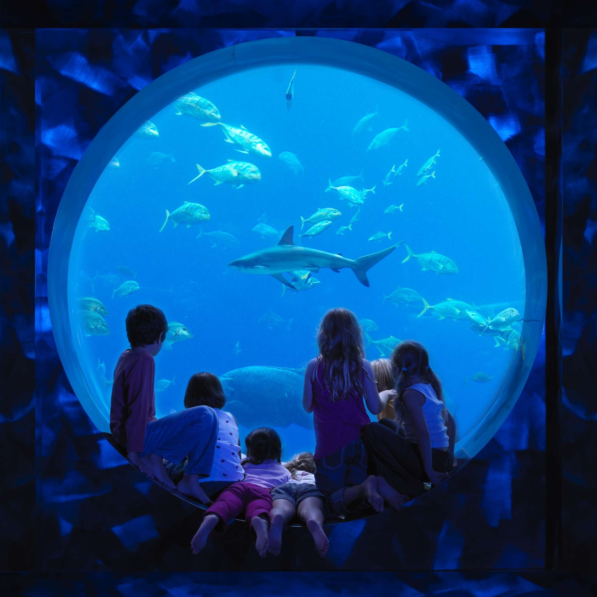 Witness Marine Life at Lost Chambers Aquarium