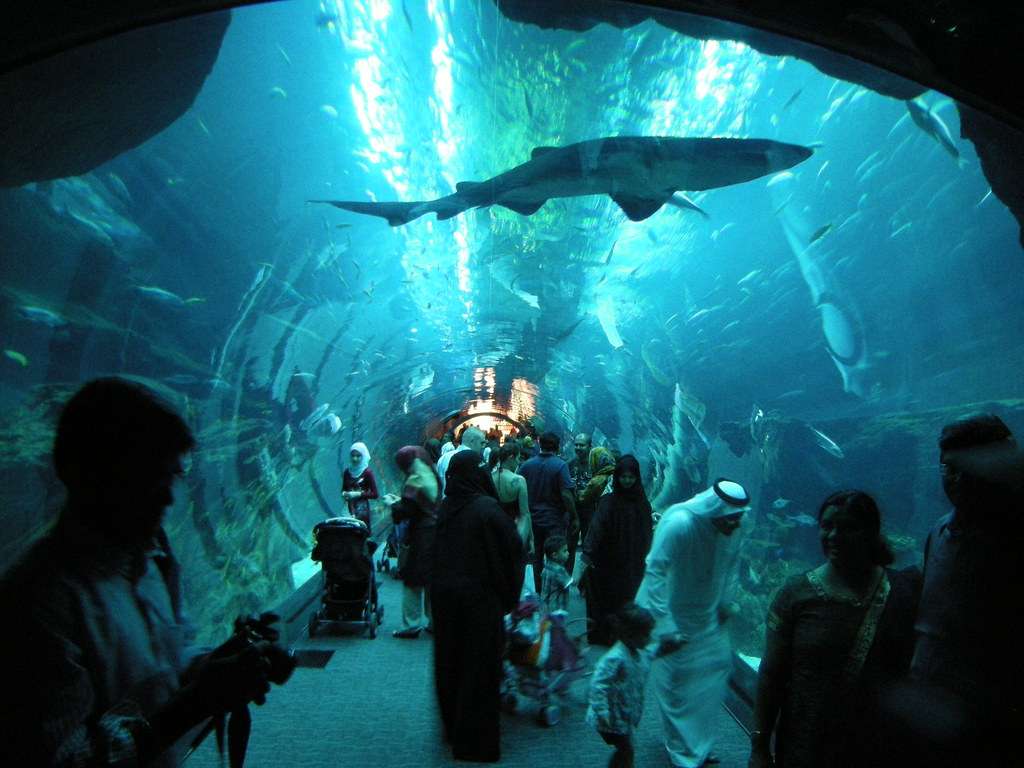 Explore Dubai Aquarium & Underwater Zoo