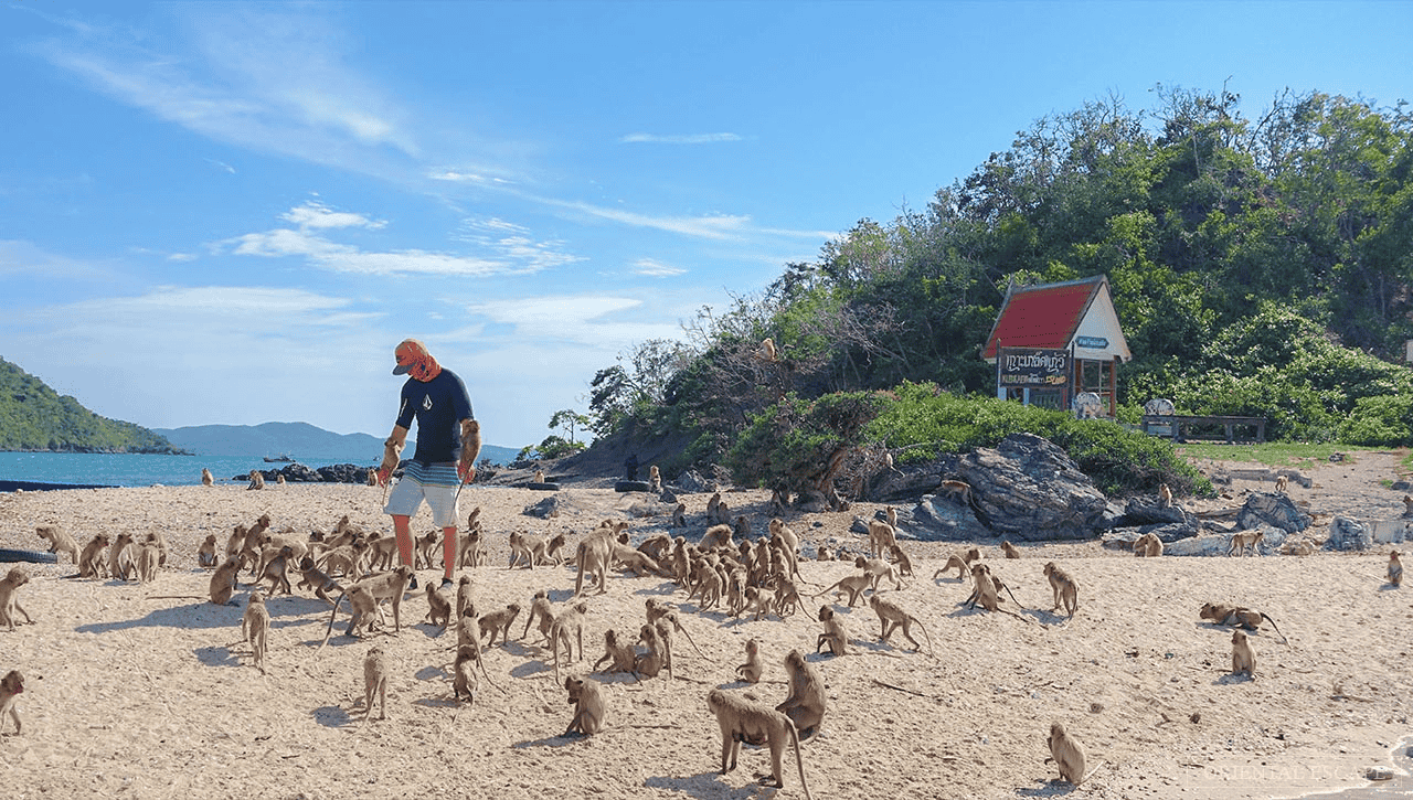 Koh Klet Kaew (Monkey Island)