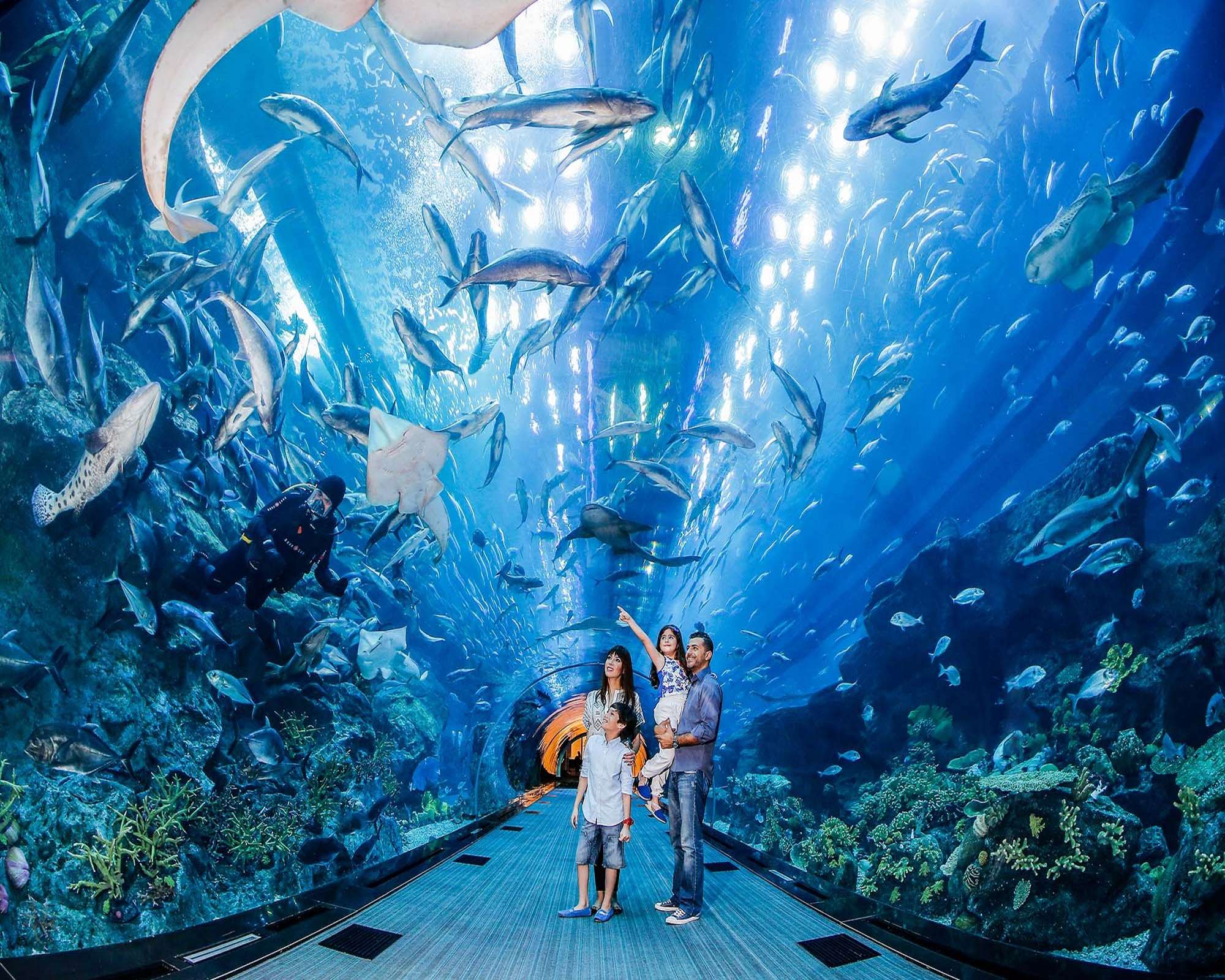 Free View of Dubai Aquarium