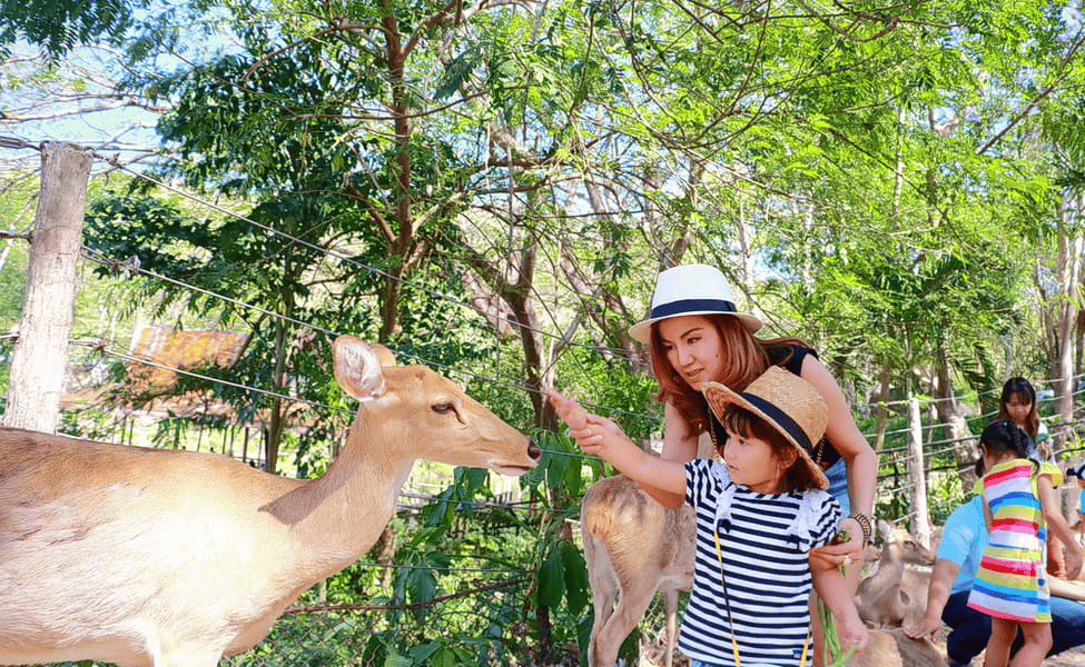  Visit the Khao Kheow Open Zoo Pattaya