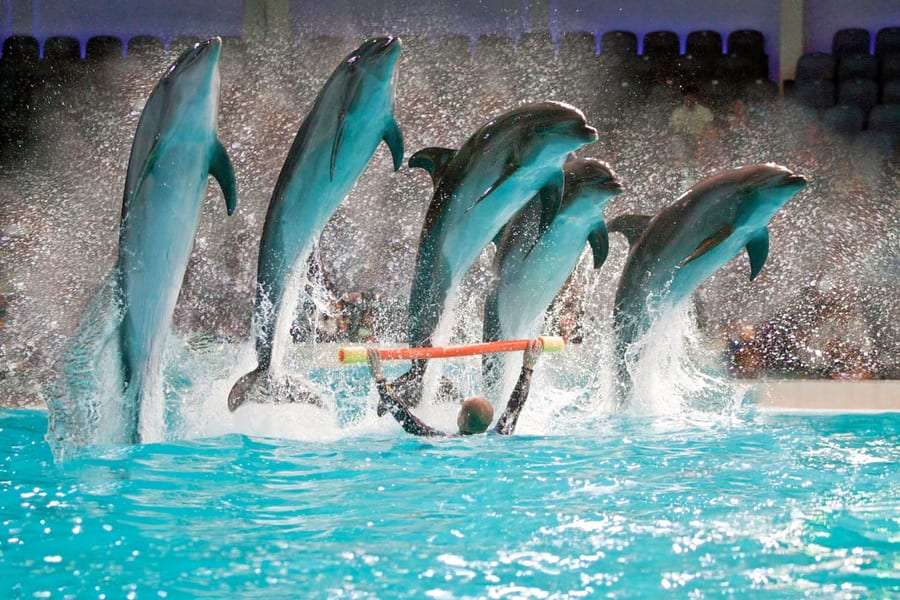 Enjoy Dolphin Show