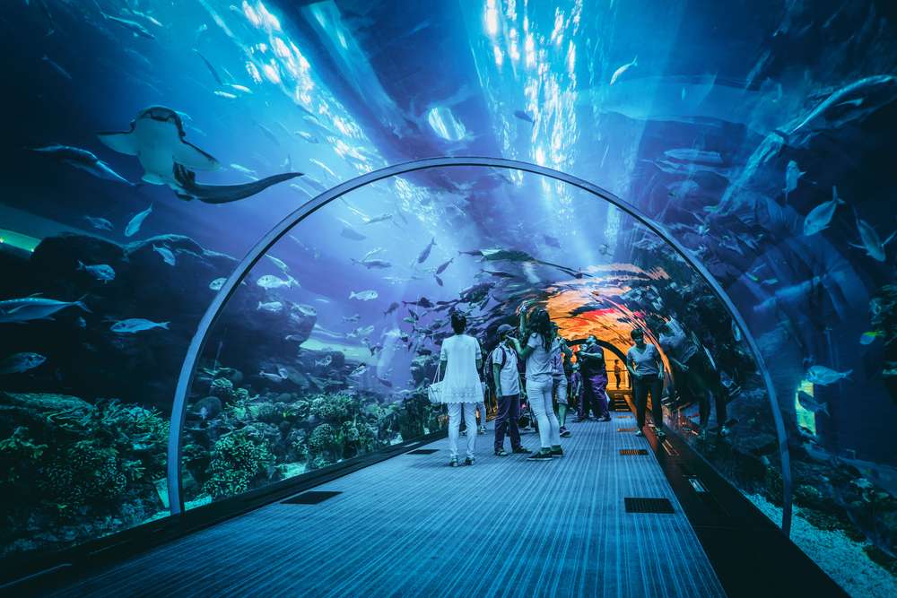 Experience Shark Encounter at Dubai Aquarium