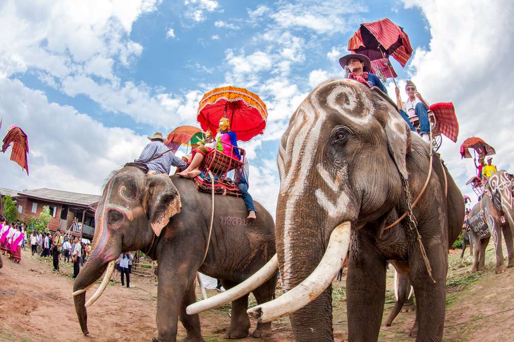 Surin Elephant Festival