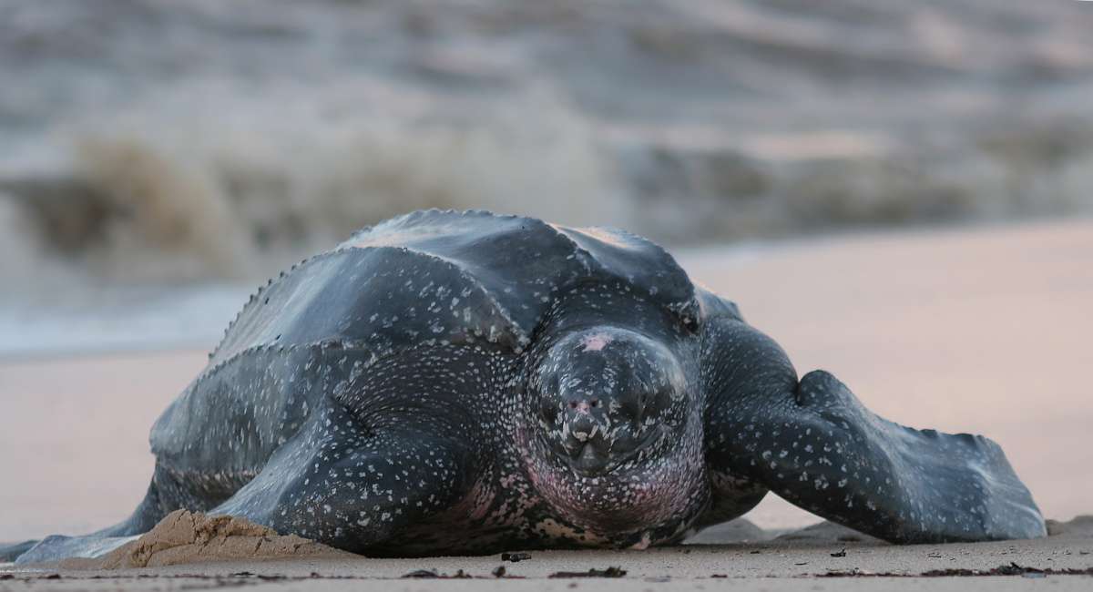 Mu Ko Surin National Park