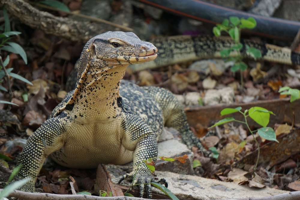 Hat Chao Mai National Park