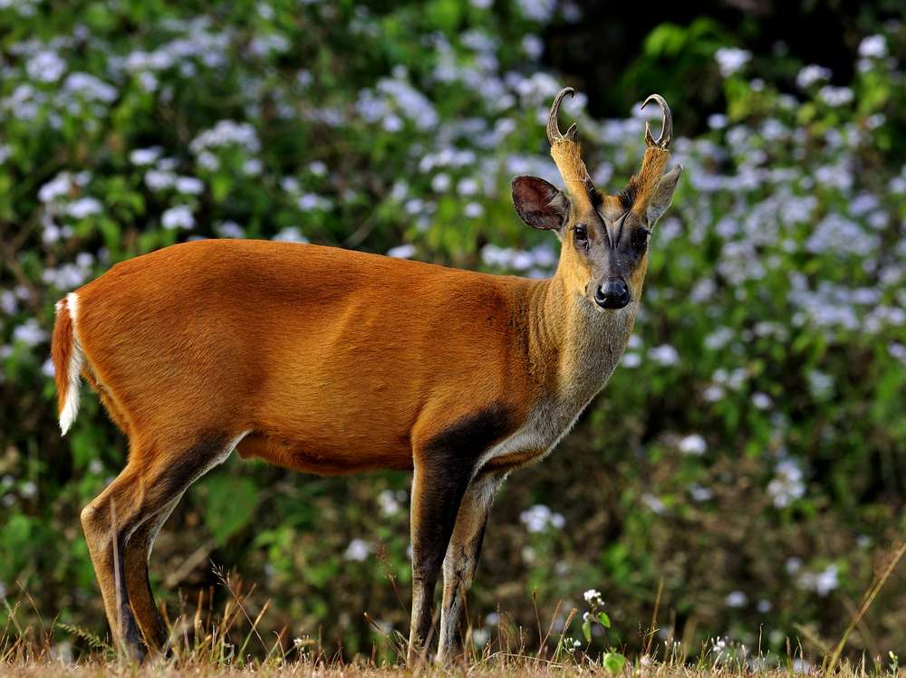 Mu Ko Lanta National Park, Krabi
