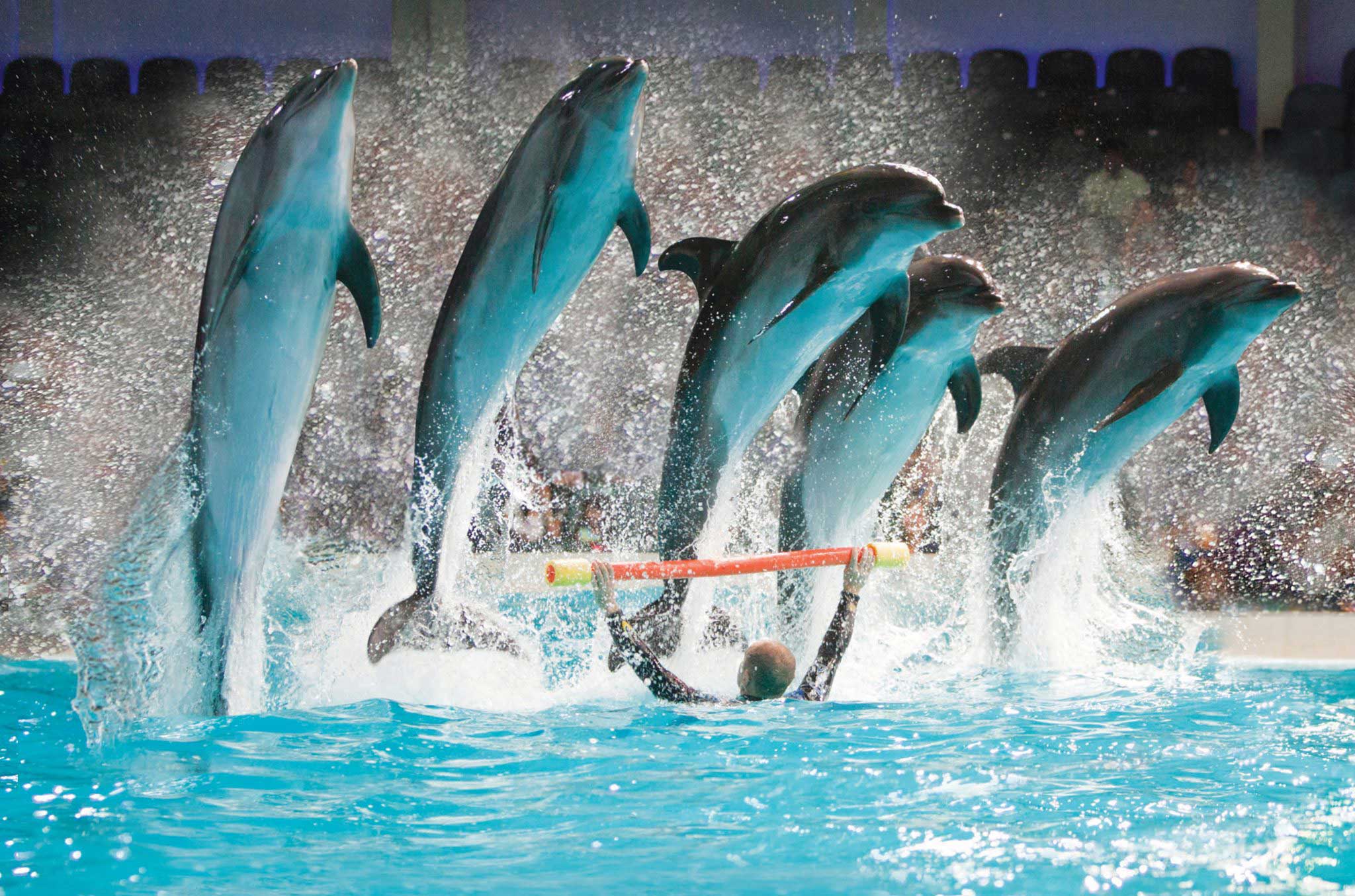 Watch the Dolphins at Dubai Dolphinarium
