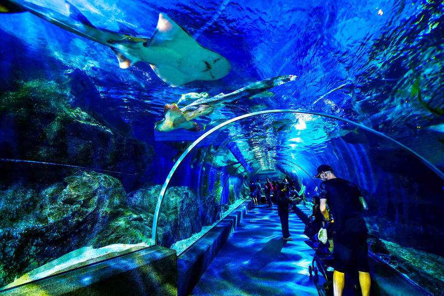 Explore the Marine Life at Sea Life Bangkok Ocean World
