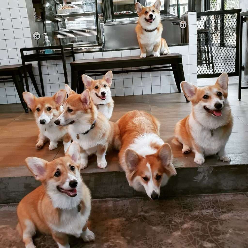 Meet Little Puppies at Corgi in the Garden Cafe