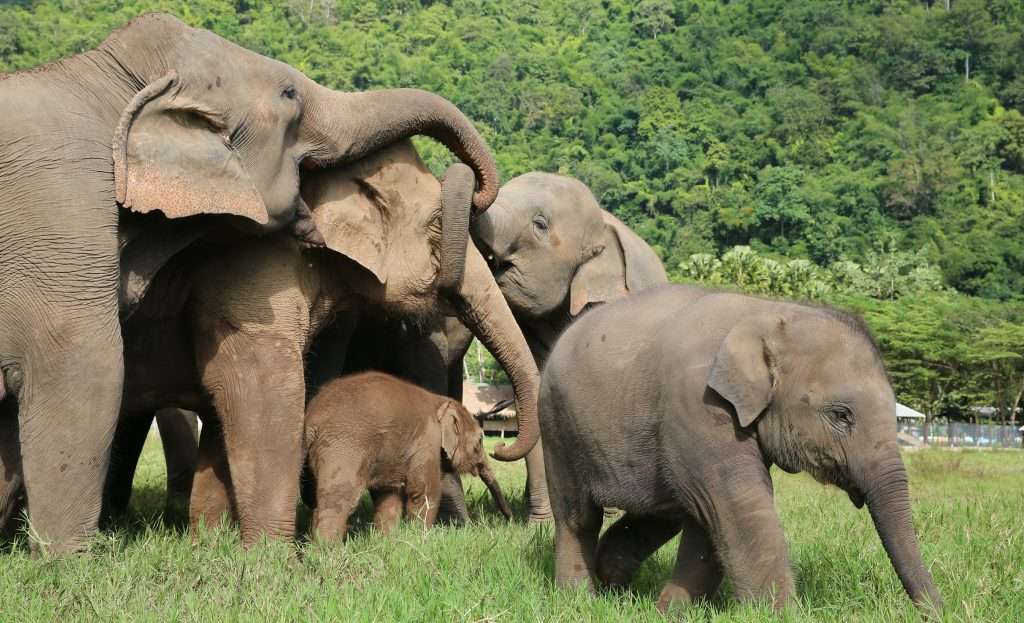 Kanta Elephant Sanctuary
