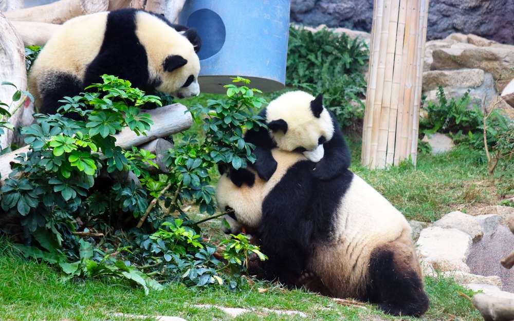 Macao Giant Panda Pavilion