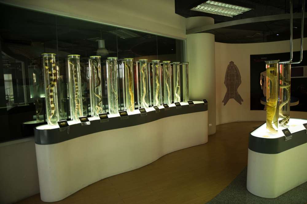 Queen Saovabha Memorial Institute