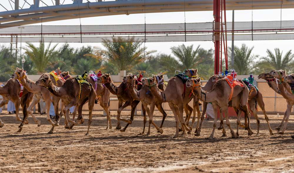 Camel Racing