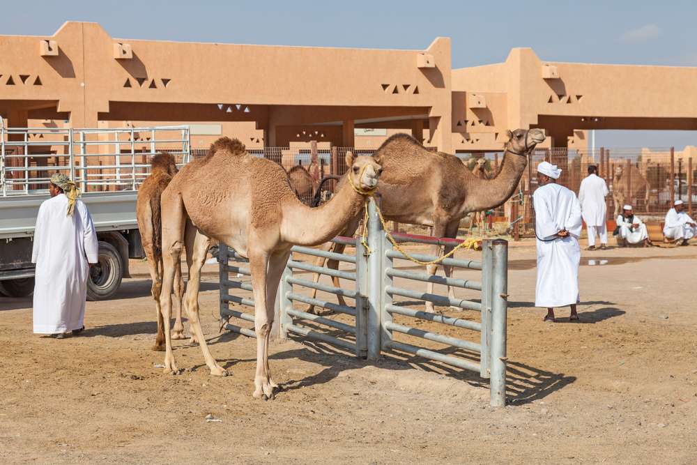 Camel Souk